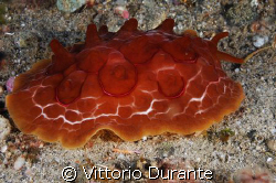 Susania testudinaria by Vittorio Durante 